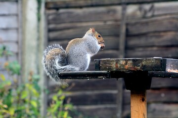 Grey squirrel sitting on a bird table eating nuts, UK, Europe.