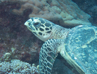 Fototapeta premium Hawksbill Turtle