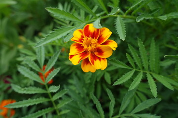 A flower of yellow and red single flowered french marigolds in mid July