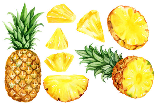 watercolor hand drawn illustration, set of pineapple with half and slices ripe pineapple, triangular pieces of pineapple, sketch of tropical fruit, food illustration isolated on watercolor background