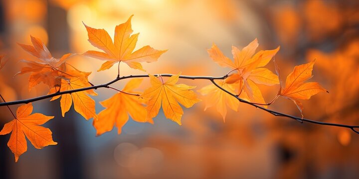 .Beautiful orange autumn maple leaves close up in the forest with soft focus at sunset.