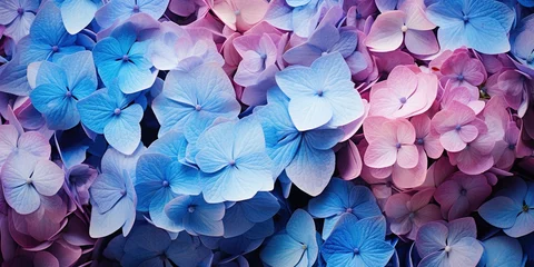 Keuken spatwand met foto Flowers background banner texture - Closeup of purple blue beautiful blooming hydrangea field © Svitlana