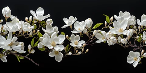 Rolgordijnen Magnolias flowers background banner panorama - Beautiful blooming white magnolia branch, isolated on black background, top view © Svitlana