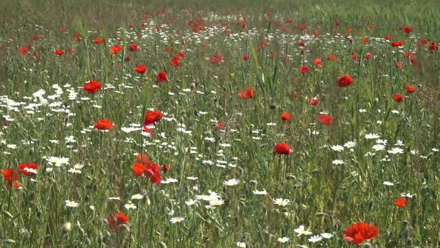 Xeropolum. Field poppy (Papaver rhoeas) bloom in spring in anthropogenic plain semi-deserts of the northern Black Sea region. Chamomile and asparagus as members of the biome