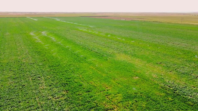 Aerial view of irrigation system, water jet rain cannons, sprinklers, field helping to grow, vegetation in dry season, increases yields. Irrigation system works in field, sprays water on soil