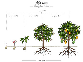 Growing stages of mango