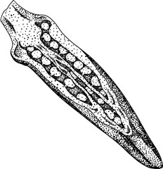 Hand drawn okra plants, Abelmoschus Esculentus. Vector engraving illustration of eco healthy food.