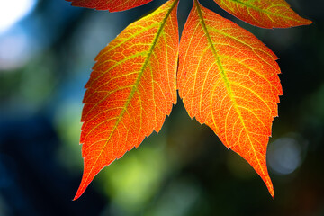 Five-leaved ivy, victoria or virgina creeper (Parthenocissus quinquefolia) a species of flowering...
