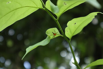 Low angle view of an orange Lynx spider sits on the underside of a green leaf