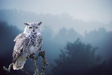 The Snowy Owl, Bubo scandiacus is a large, white owl of the typical owl family. Snowy owls are...
