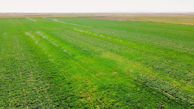 Aerial view of irrigation system, water jet rain cannons, sprinklers, field helping to grow, vegetation in dry season, increases yields. Irrigation system works in field, sprays water on soil