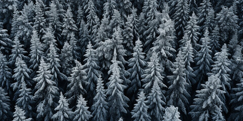 winter background image of frosted spruce branches and small drifts of pure snow