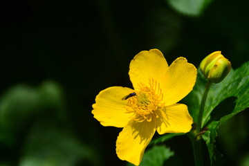 yellow flower green leaf nature macro butterfly 