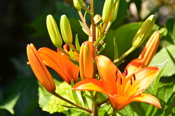 Obraz premium Flower nature summer green leaf tree plants macro