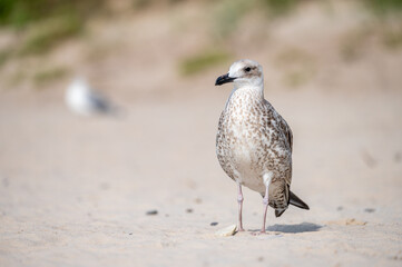 Seagull on the beach