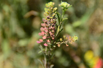 Green leaf flower nature 
