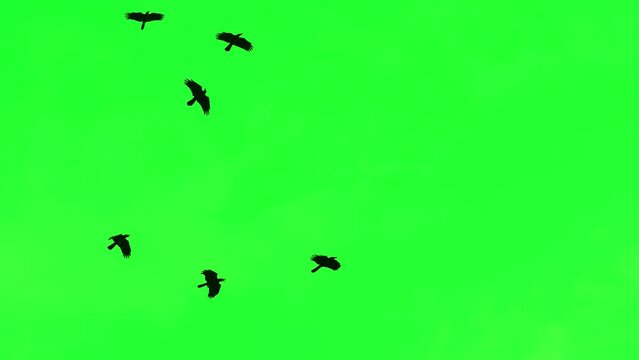 Flock of black crows on a green background, green screen