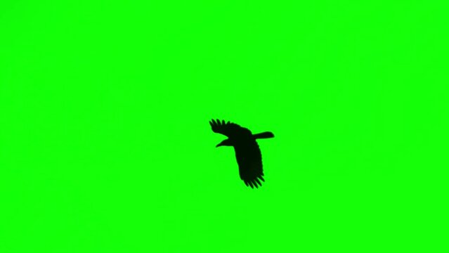 Black crow flying on green screen background