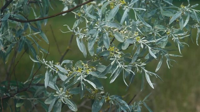 Russian olive (Elaeagnus angustifolia) blooms in Crimea steppe. Honey-scented golden flower