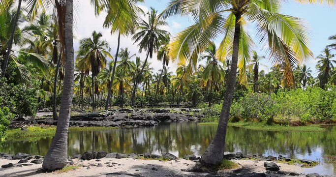 Tropical palm trees plants garden pond Kona Hawaii.  Home burial of Hawaiian Chiefs. Big island sacred religious site. Tropical landscape palms.