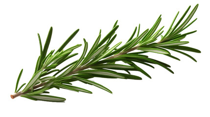 Fototapeta premium Rosemary leaf branch isolated on transparent background PNG