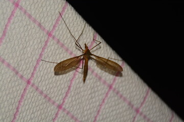 Mosquito insect nature 