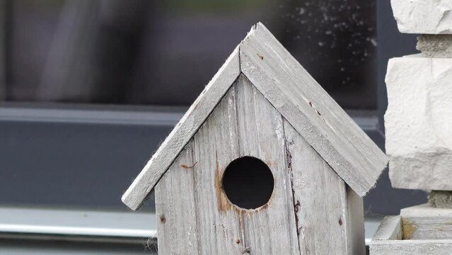 blue tit flies into the birdhouse, looks out with insect in beak and fly away.