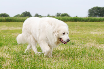 great pyrenees running on meadow - 659849992