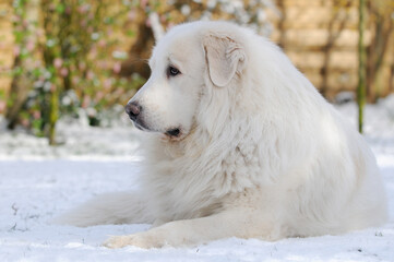 great pyrenees lying in the snow - 659850115