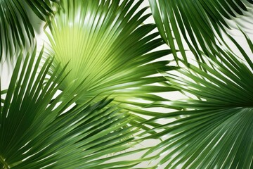 A background image featuring vibrant green palm leaves set against a clean white background, offering a fresh backdrop for various creative projects. Photorealistic illustration