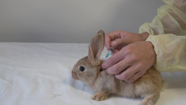 a veterinarian vaccinates a rabbit,veterinary clinic, treatment of a rabbit by a veterinarian