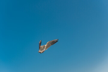 Fototapeta na wymiar Flying Birds in the Sky - Blue sky background
