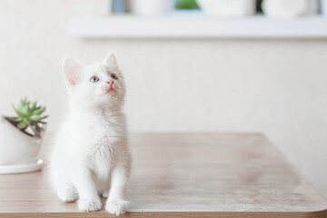 A small, cute, white fluffy kitten is sitting on a table in the house. Pet care.