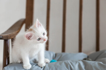 A small, cute, white fluffy kitten is sitting on a retro chair in the house. Pet care.