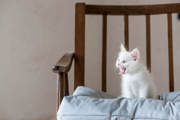 A small, cute, white fluffy kitten is sitting on a retro chair in the house. Pet care.