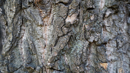 the texture of tree bark