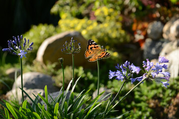 Schmetterling 1121 © K.-U. Häßler