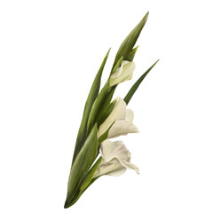 Watercolor gladioluses plant, hand drawn digital floral illustration, white flowers, buds and leaves. Isolated on a white background for greeting, invitations, birthday cards, prints, flyer, stickers