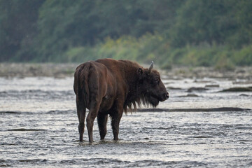 Fototapeta premium Beautiful specimen of European bison stands in the middle of the river after having drunk, thinking about where to go to graze in the forests of the Polish Carpathian Mountains, in Europe