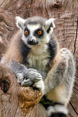 Fototapeta premium Ring-tailed lemur.