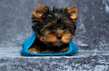 Yorkie puppy looks in a knitted scarf