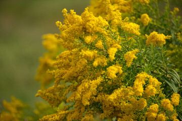 Close-up of beautiful yellow clusters of goldenrod (Solidago canadensis) flowers against a blurry summer field background. Selective focus