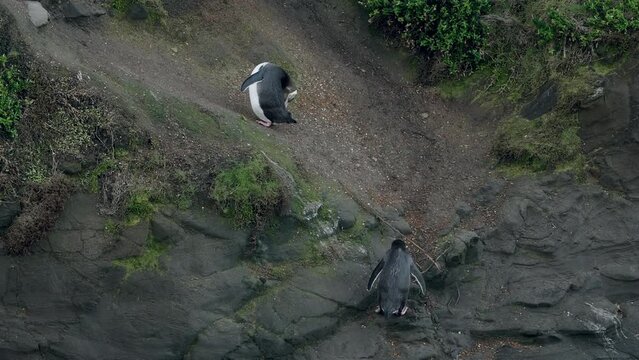 Yellow-eyed Penguin Ascending a Headland at Sunset in Katiki Point Lighthouse, Moeraki, New Zealand - Static Shot