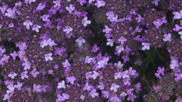 Crimea thyme (Thymus tauricus) in conditions of dry sandy steppes with partial salinization of soil. Azov Sea. Arabatskaya Strelka spit. Medicinal herb, spice, olfactive matter, best meliferous