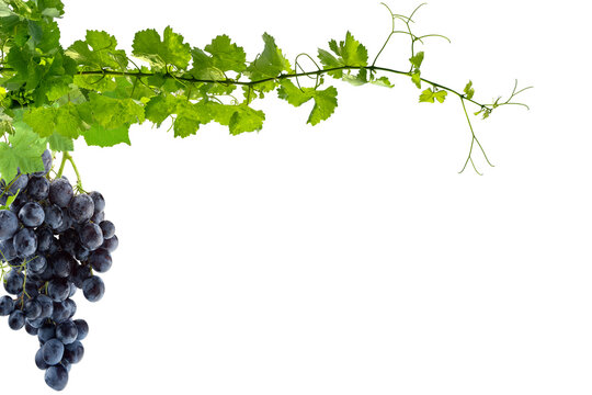 Grappe de raisins noirs et pampres de vigne 