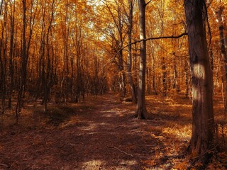 Fototapeta premium Fabulous autumn forest in the morning. Colorful leaves on the trees. Magical place. Sunny autumn landscape.