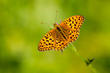Feuriger Perlmuttfalter ( Fabriciana adippe )