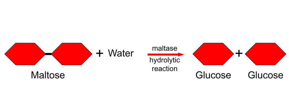 Hydrolytic reaction for maltose to glucose,