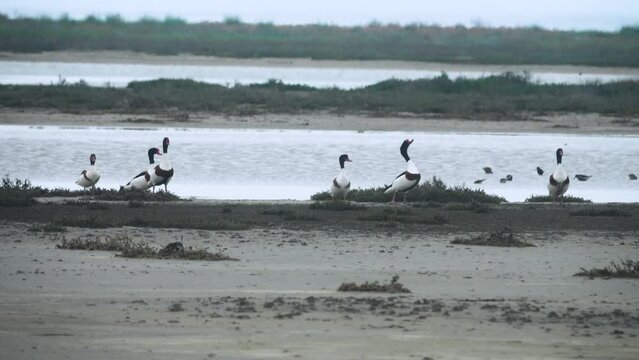 Wetlands, waders stop-over. A flock of shelducks (Tadorna tadorna) on salty marches (salina), at breeding time in breeding plumage. Fodder hypersaline lake with an abundance of brine shrimp (Anemia).