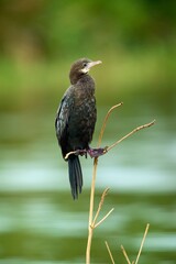 The pygmy cormorant (Microcarbo pygmaeus)